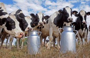 “Argentina es la que más crece en producción de leche” 🔊