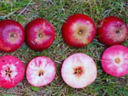 El INTA analiza el potencial de las manzanas de pulpa roja