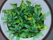 INTA avanza en el estudio de las defensas naturales en plantas