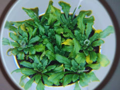 INTA avanza en el estudio de las defensas naturales en plantas