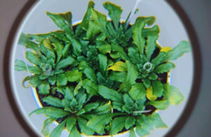 INTA avanza en el estudio de las defensas naturales en plantas