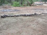 Amplían cautelar por desmonte ilegal por incumplimientos