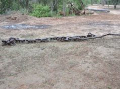 Amplían cautelar por desmonte ilegal por incumplimientos