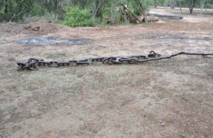 Amplían cautelar por desmonte ilegal por incumplimientos