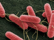 INTA y Conicet avanzan contra la Escherichia coli que causa el SUH