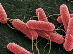 INTA y Conicet avanzan contra la Escherichia coli que causa el SUH