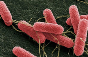 INTA y Conicet avanzan contra la Escherichia coli que causa el SUH