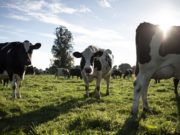Nestlé presentó su primer informe del Plan Lácteo