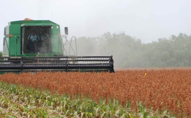 Sorgo cosecha 4