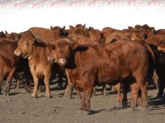 Salta será sede de un nuevo remate de Colombo y Magliano🔊