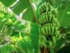 Salta y Jujuy refuerzan su estrategia sanitaria para la banana