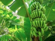 Cooperación internacional para proteger la banana