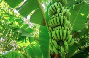 Cooperación internacional para proteger la banana