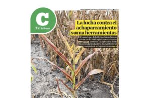 Lea la última edición de El Tribuno Campo