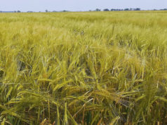 La cebada mostró altos rindes y calidad para maltería
