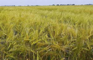 La cebada mostró altos rindes y calidad para maltería