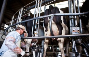 Tambo: la leche perdió terreno frente a los costos