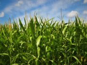 CIMMYT y Calice proponen mirar los cultivos desde el ambiente
