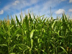 CIMMYT y Calice proponen mirar los cultivos desde el ambiente