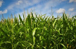 CIMMYT y Calice proponen mirar los cultivos desde el ambiente