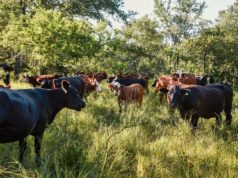 Buscan transformar la ganadería del Gran Chaco