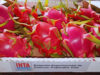 Pitahaya: buscan definir las variedades más aptas para el NOA