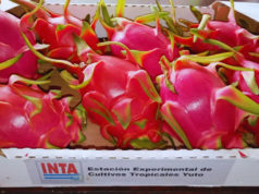 Pitahaya: buscan definir las variedades más aptas para el NOA