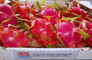 Pitahaya: buscan definir las variedades más aptas para el NOA