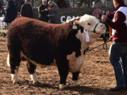 Nueva financiación para comprar toros y vientres