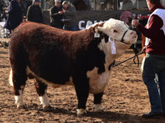 Nueva financiación para comprar toros y vientres