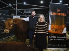 Limousin celebra 60 años con foco en la eficiencia ganadera