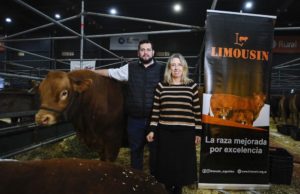 Limousin celebra 60 años con foco en la eficiencia ganadera