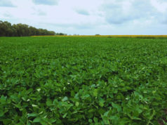 El desarrollo de El Niño abre nuevas expectativas para el agro