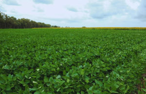 El desarrollo de El Niño abre nuevas expectativas para el agro