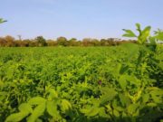 Alfalfa: el INTA avanza en su adaptación al clima subtropical