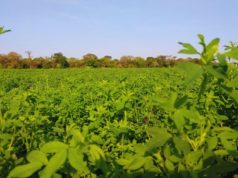 Alfalfa: el INTA avanza en su adaptación al clima subtropical