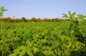 Alfalfa: el INTA avanza en su adaptación al clima subtropical