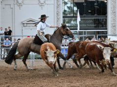 El Criollo exhibe su crecimiento en la Expo Rural
