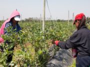 Renatre busca sumar trabajadores al Programa de Empleo