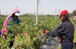 Renatre busca sumar trabajadores al Programa de Empleo