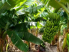 Salta avanzan en una ley para blindar la producción bananera