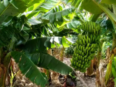 Salta aprobó una ley para blindar la producción bananera