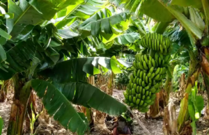 Salta aprobó una ley para blindar la producción bananera