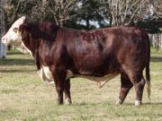 Nuevo remate de La Pelada con 250 reproductores Braford y Brahman🔊