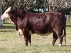 Nuevo remate de La Pelada con 250 reproductores Braford y Brahman🔊