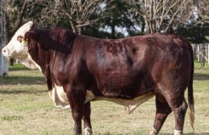 Nuevo remate de La Pelada con 250 reproductores Braford y Brahman🔊