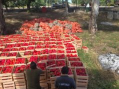 Decomisan 46 toneladas de hortalizas sin documentación en Salta