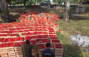 Decomisan 46 toneladas de hortalizas sin documentación en Salta