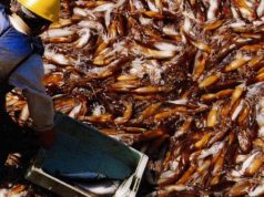 Las exportaciones de productos pesqueros continúan en alza