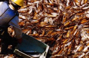 Las exportaciones de productos pesqueros continúan en alza
